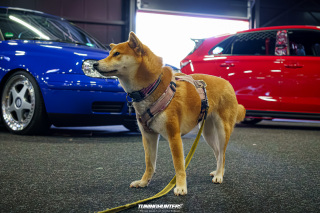 Carlove_2024_391